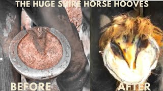 Shire Horse Restoration of front and back hooves [upl. by Enirak774]