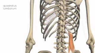 Muscles of the Posterior Abdominal Wall  3D Anatomy Tutorial [upl. by Chancey]