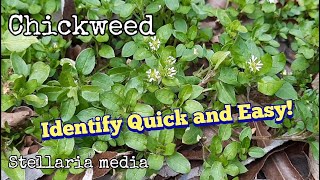 Chickweed Identification  Quick and Easy Ways to ID [upl. by Ytima]