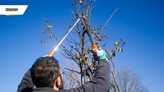 COME POTARE LA ROSA RAMPICANTE – guida con consigli per la potatura [upl. by Chauncey]