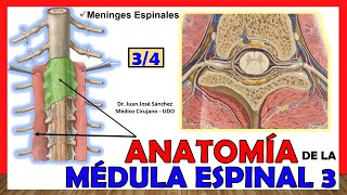 🥇 MÉDULA ESPINAL 34  Meninges Espinales Anatomía ¡Explicación fácil [upl. by Bail]