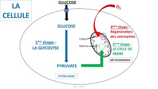 Respiration cellulaire  glycolyse cycle de Krebs coenzymes NAD et chaîne respiratoire [upl. by Howarth]