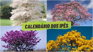 IPÊ  TIPOS E CORES DOS IPÊS E CALENDÁRIO DE FLORESCIMENTO [upl. by Terese]