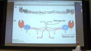 15 Kevin Aherns Biochemistry  Blood Clotting [upl. by Kcirttap143]