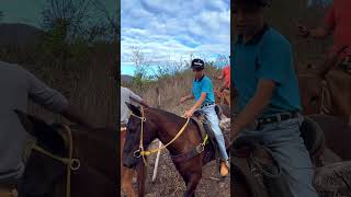 Gado Boi Bravo em Destaque A Vida Rural de Minas Gerais [upl. by Crysta]