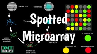 Spotted DNA Microarray  Types Of DNA Microarray  Microarray Gene Chip [upl. by Leoni]