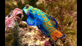 ニシキテグリ、マンダリンフィッシュ Mandarinfish Mandarin dragonet Synchiropus splendidus [upl. by Yerkovich]