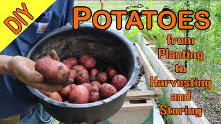 Better Potato Yield from Planting to Harvesting and Storing [upl. by Hsirap]