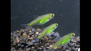 Neon Green Rasbora Microdevario kubotaiSpecies Spotlight [upl. by Charita670]