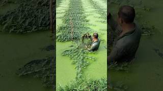 Harvesting Water MIMOSA on a Pond satisfying HappyFarm85 [upl. by Aneeled]