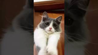 Terribly Beautiful 💕 cat youtubeshorts animals [upl. by Odysseus608]