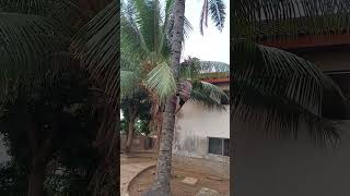 Harvesting Palm kernel Nigerian method [upl. by Lewanna905]