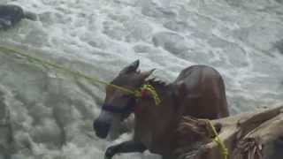 disaster at kedarnath [upl. by Philbrook]