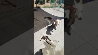 A212073  Treeing Walker Coonhound Located at the Merced County Animal Shelter in California [upl. by Oker336]