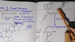 Synthesis of steroid hormone part 2 [upl. by Strenta119]