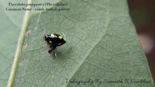 Theridula gonygaster Theridiidae Common Name  combfooted spiders [upl. by Wilscam]