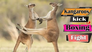 Kangaroos Kick Boxing Fight [upl. by Elleiand985]