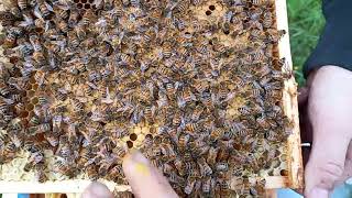 Buckfast Bienen  Genetic of Island BaltrumGermany [upl. by Senior775]