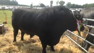 A prize winning Angus bull at Dungarvan Show [upl. by Fergus]