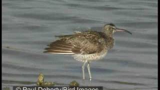 Slenderbilled curlew compared to whimbrel and curlew [upl. by Savill]