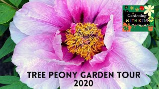 Tree Peony Garden Tour 2020 [upl. by Ailla478]