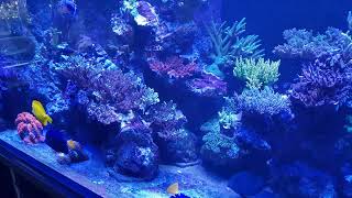 Jareks reef aquarium acropora latistella moved del 2 20240928 [upl. by Hippel]