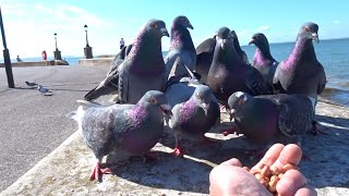 1k Big Pigeon Celebration [upl. by Ecirtam]