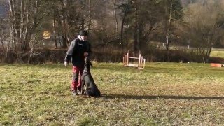 IGD e V Dobermann Gehorsamstraining und Unterordnung auf hohem Niveau [upl. by Lezlie]