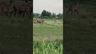 short nilgai jangal animals viralshort 🦌🐃🦬🦛 [upl. by Ab]