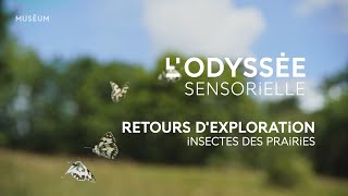 Retours dexploration  Insectes des prairies [upl. by Idmann640]