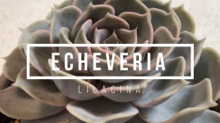 Echeveria Lilacina [upl. by Lund]