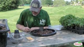 How To Plant Tomato Seeds [upl. by Irita]