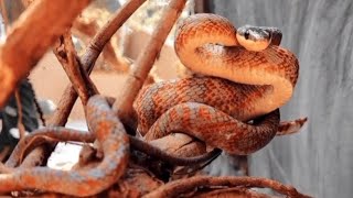 Neotropical bird snake📍Parque Reptilandia Costa Rica [upl. by Gradey515]