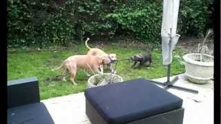 Battle Amstaff vs Staffy  Staffordshire Bull Terrier Bleu [upl. by Amitarp]