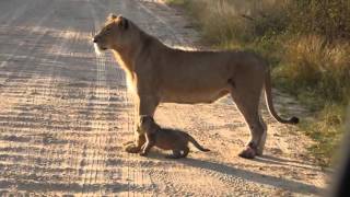 Une lionne apprend à traverser la route à son lionceau ► Video Animal ◄ [upl. by Ashby]