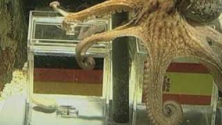 Paul the Psychic Octopus Makes World Cup Winner Prediction [upl. by Annawt]