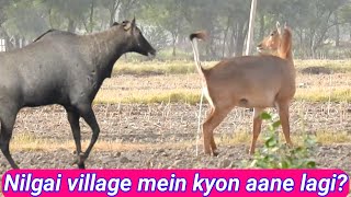 Why The Nilgai Come in the Village nilgaiinthevillage [upl. by Arised]