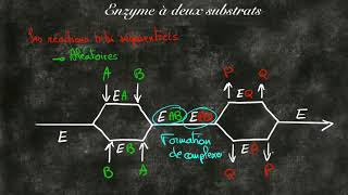 Cinétique enzymatique à deux substrats [upl. by Nattirb]