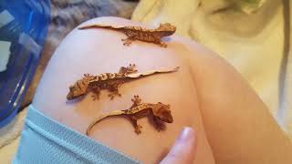 Crested Gecko Hatchling amp Juvenile Care Tips [upl. by Alberic]