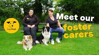 What does it take to become a foster carer 🐶💛  Dogs Trust [upl. by Acino]