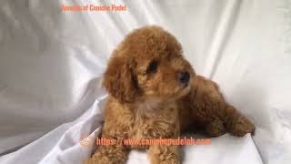 Annette of Caniche Pudel a apricot miniature poodle puppy is six weeks old [upl. by Nadine]