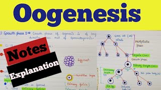 What is oogenesis  Oogenesis class 12  Oogenesis notes  Oogenesis process  Human reproduction [upl. by Anirod]