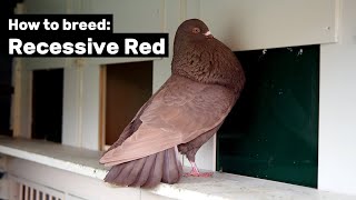 How to breed Recessive Red Pigeons [upl. by Terza]