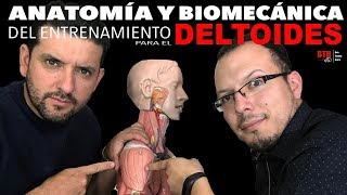 ENTRENAMIENTO DE DELTOIDES  ANALISÍS BIOMECÁNICO Y ANATÓMICO [upl. by Eiruam328]