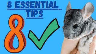 Chinchilla Care 8 Must Do Tips [upl. by Notyap]