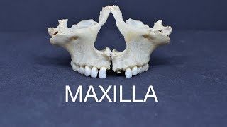 MAXILLA [upl. by Enidan702]