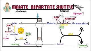 MALATE ASPARTATE SHUTTL [upl. by Mcclary]