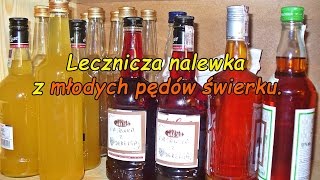 Lecznicza nalewka z młodych pędów świerku [upl. by Esmeralda]