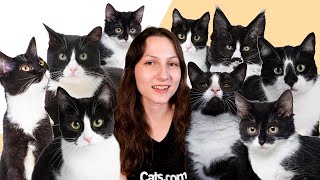 9 Facts You Didnt Know About Tuxedo Cats [upl. by Acsisnarf240]