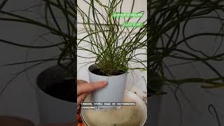 Juncus spiralis УХОД  Моя главная ошибка и Джункус LampPlantae juncus джункус [upl. by Akiner]